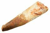 Fossil Spinosaurus Tooth - Feeding Worn Tip #362841-1